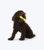 West Paw Hurley - Image 6