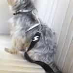 Cinto de Segurança para Cães Dashi - Image 6