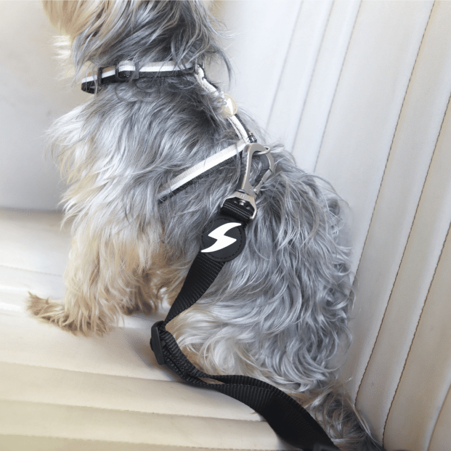 Cinto de Segurança para Cães Dashi - Image 6