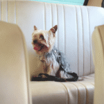 Cinto de Segurança para Cães Dashi - Image 7